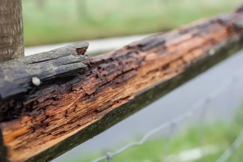 water-damaged timber fence